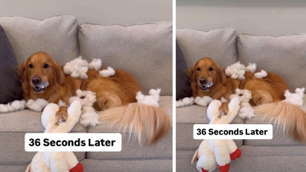 Video: Owner Shows What Dog Does to New Toy in Seconds