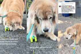 Video: Golden Retriever Goes Back to the Spot He Once Found a Car