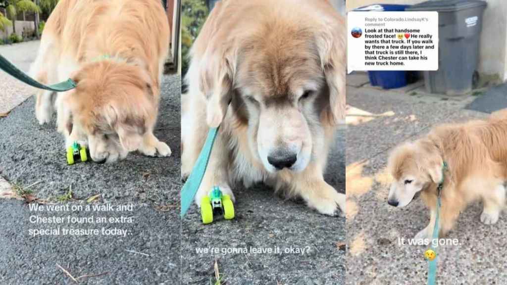 Video: Golden Retriever Goes Back to the Spot He Once Found a Car