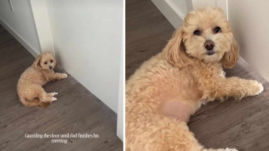 Video: Tiny Dog Guards Door Until Dad’s Meeting Is Over