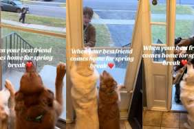 Video: Golden Retrievers Jump by the Door as Their ‘Best Friend' Approaches
