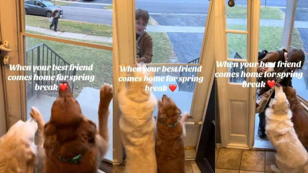 Video: Golden Retrievers Jump by the Door as Their ‘Best Friend' Approaches