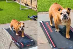 Dog Starts Working Out After Being Left in the Yard