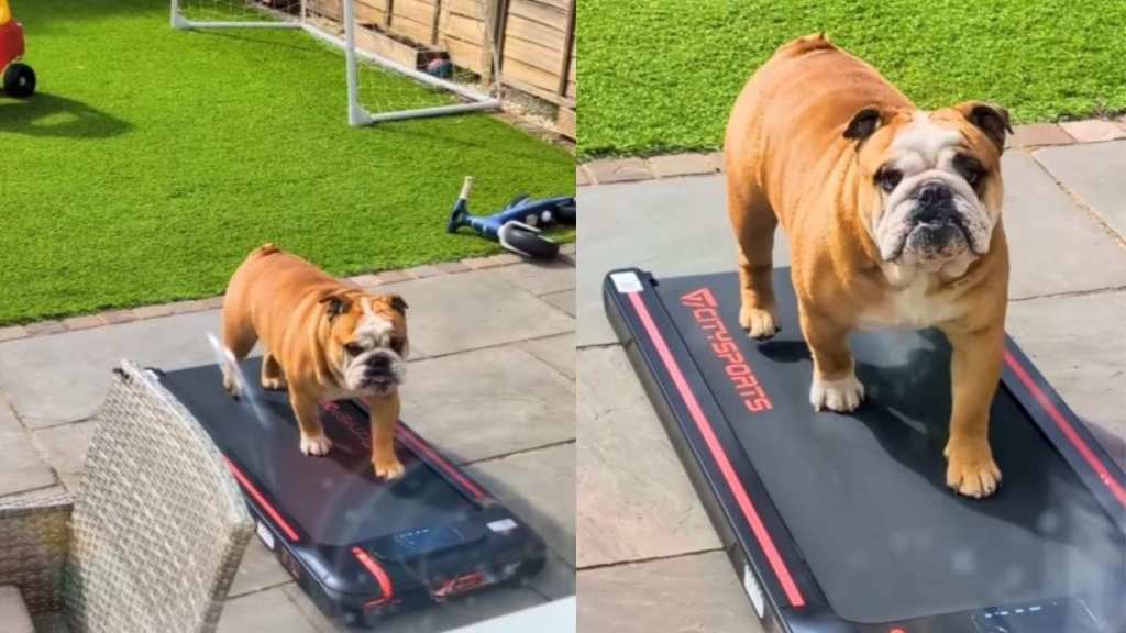 Dog Starts Working Out After Being Left in the Yard