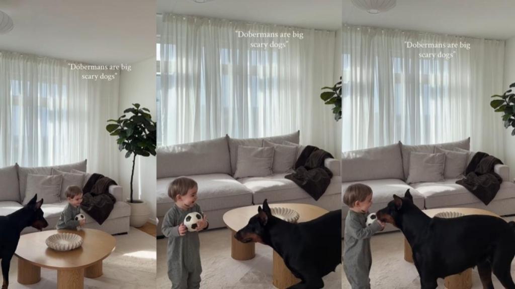 Big Dog Is Cautious About His Speed While Playing Chase With Toddler