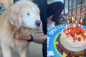 Senior Dog Is Too Excited as He Celebrates 12th Birthday