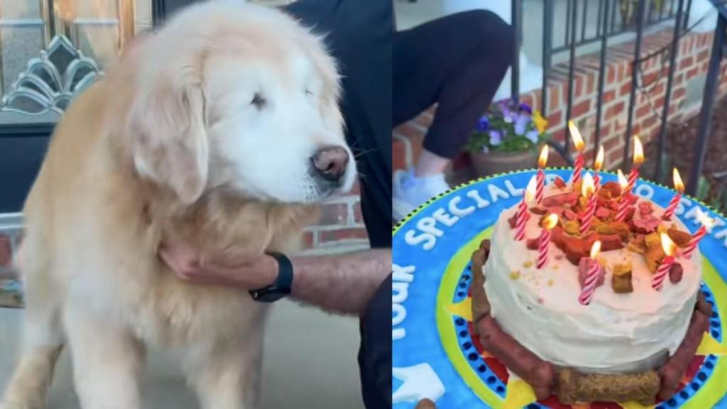 Senior Dog Is Too Excited as He Celebrates 12th Birthday