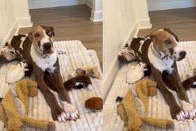 Great Dane Goes Viral for Her Unique Coat Pattern