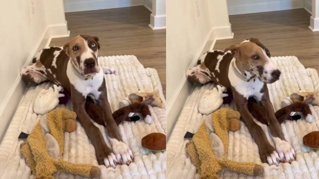 Great Dane Goes Viral for Her Unique Coat Pattern