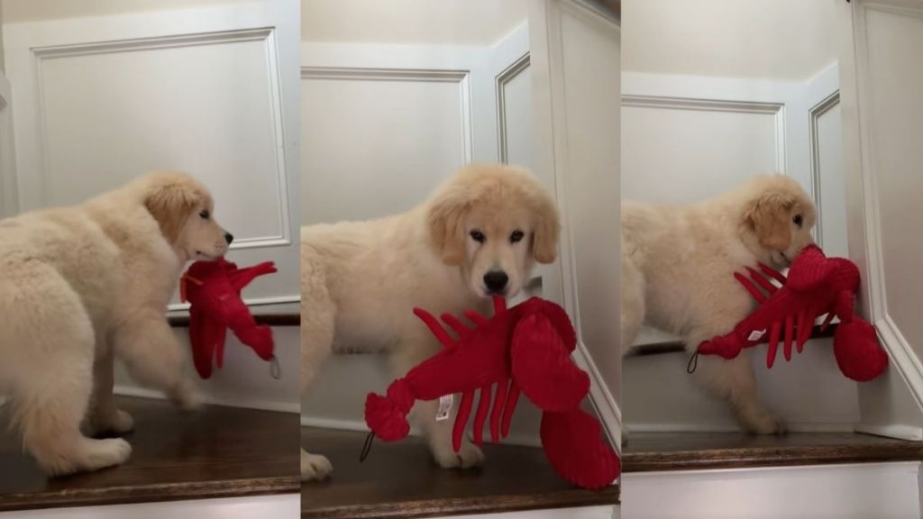Golden Retriever Puppy Doesn't Do Mornings & It's Clear in the Video