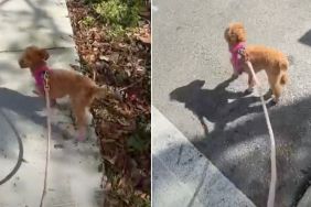 Dog Walks Sideways in Adorable Video