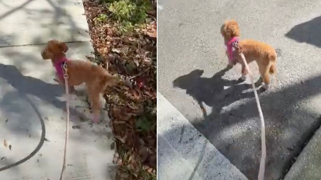 Dog Walks Sideways in Adorable Video