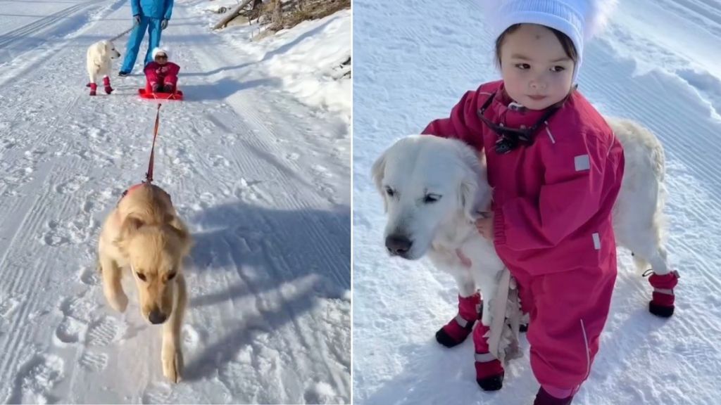 Golden Retrievers’ Walk in the Woods Come With Instructions From Toddler