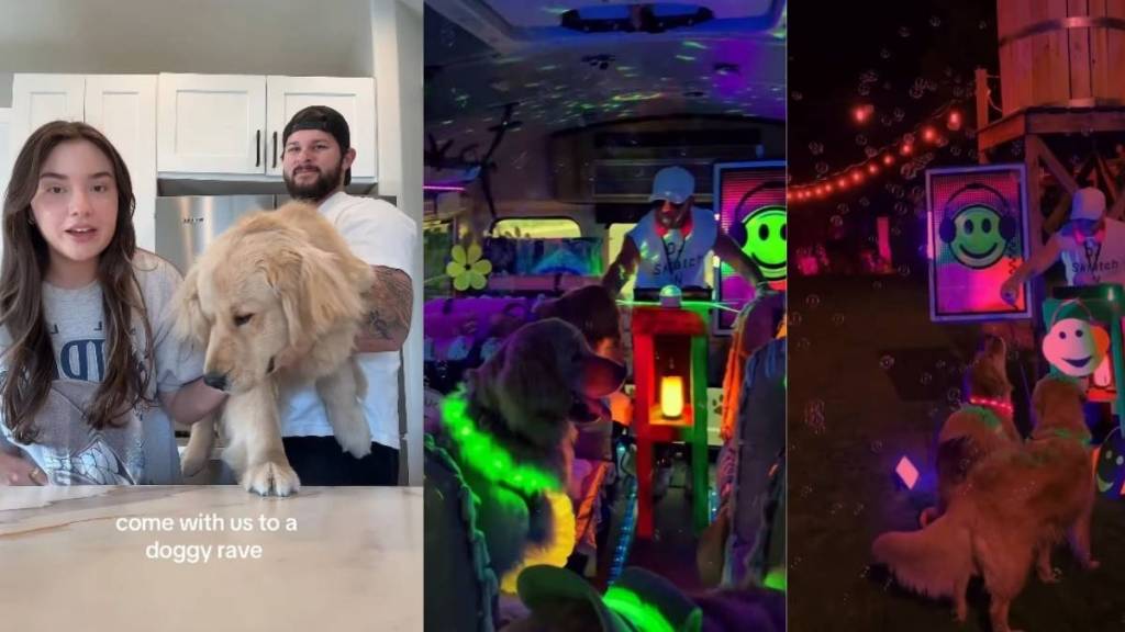 Golden Retriever Has the 'Best Day Ever' at a Doggy Rave
