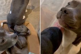 Video: Staffy Turns Furry Sibling Into Furniture