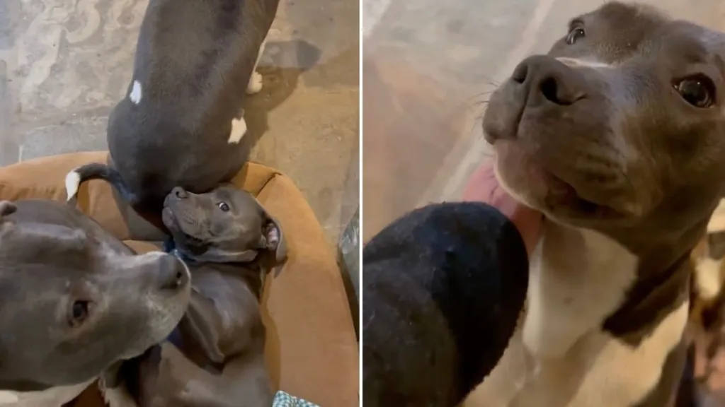 Video: Staffy Turns Furry Sibling Into Furniture