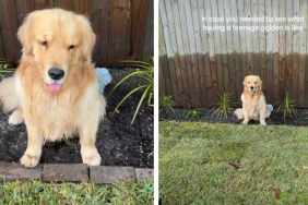 Video: Golden Retriever Sits Right on Top of Owner’s Plant