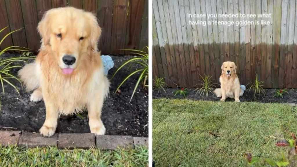Video: Golden Retriever Sits Right on Top of Owner’s Plant