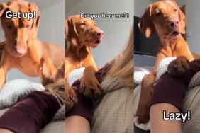 Video: Dog’s Shocked Face After Failing to Get Owner Out of Bed Is Hilarious