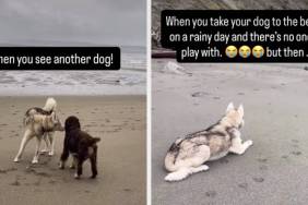 Dog's Beach Day Takes a Turn After Meeting New Friend