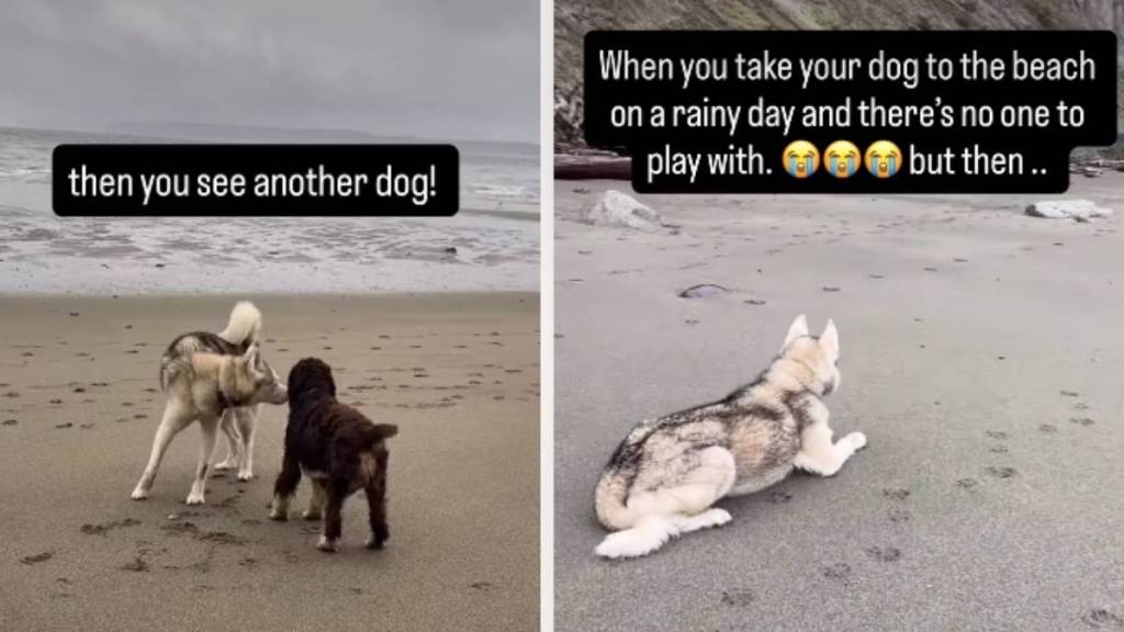 Dog's Beach Day Takes a Turn After Meeting New Friend