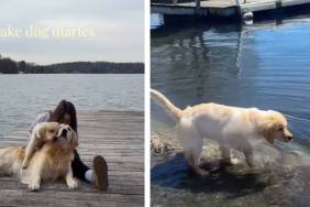 Video: Owner Documents Dog & Puppy’s Lake Day Adventures