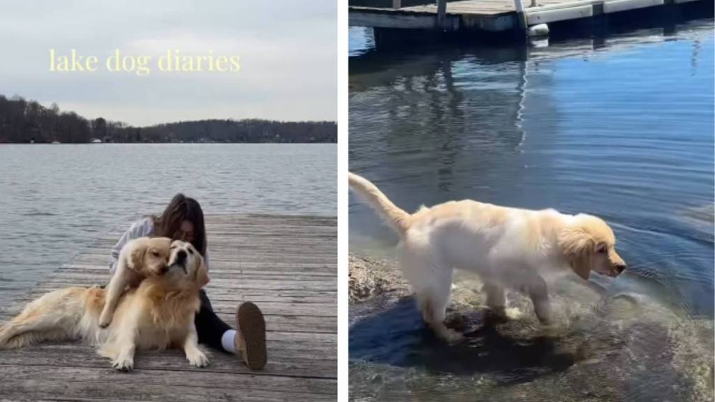 Video: Owner Documents Dog & Puppy’s Lake Day Adventures