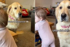 Video: Golden Retriever Goes Straight to Baby Who Is Learning to Stand