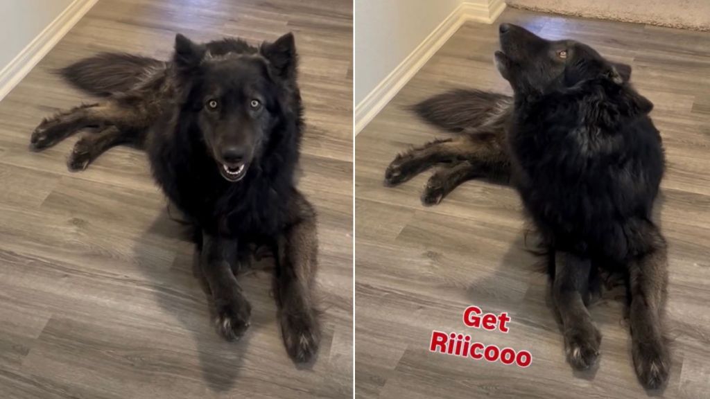 Dog Complain When Neighbor's Dog Doesn't Meet Him on Time