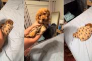 Dad Swaddles Golden Retriever Baby in the Cutest Way Possible