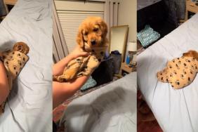 Dad Swaddles Golden Retriever Baby in the Cutest Way Possible