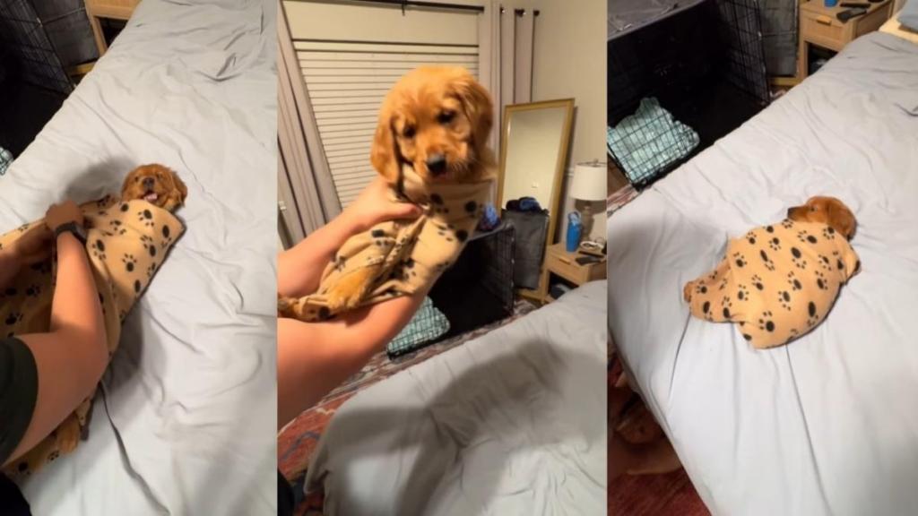 Dad Swaddles Golden Retriever Baby in the Cutest Way Possible