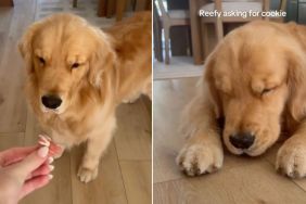 Video: Dog Can’t Keep Eyes Open While Eating Cookie
