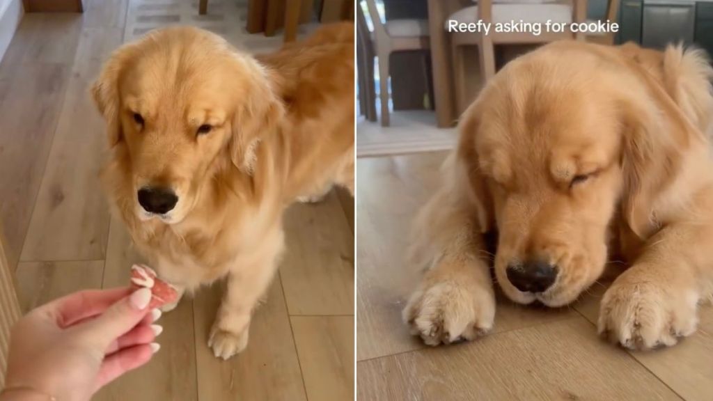 Video: Dog Can’t Keep Eyes Open While Eating Cookie
