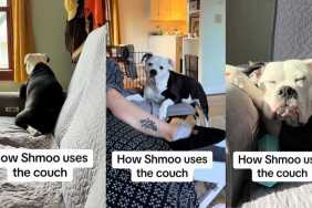 Rescue Dog Has a Few Different 'Quirky' Ways of Using a Couch