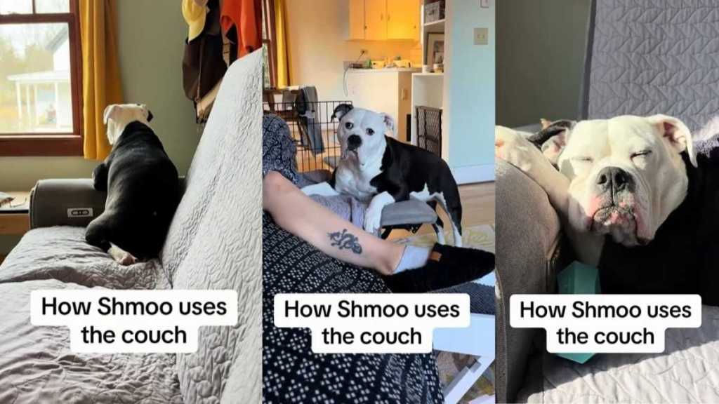 Rescue Dog Has a Few Different 'Quirky' Ways of Using a Couch