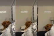 Golden Retriever Shows Major Sass After Owner Takes Ball Away in Viral Video