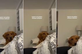 Golden Retriever Shows Major Sass After Owner Takes Ball Away in Viral Video