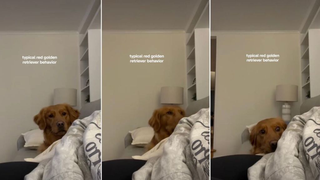 Golden Retriever Shows Major Sass After Owner Takes Ball Away in Viral Video