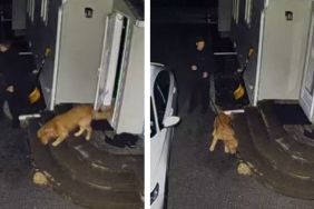 This Golden Retriever Was Spooked by a Flying Leaf