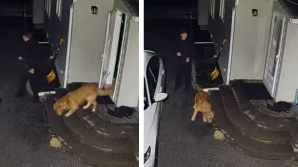 This Golden Retriever Was Spooked by a Flying Leaf