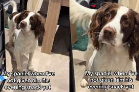 Video: Dog Is Surprised He Didn't Get His Evening Snack on Time