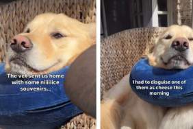 Video: Owner Treats Dog's Injury With Cheese but There's a Catch