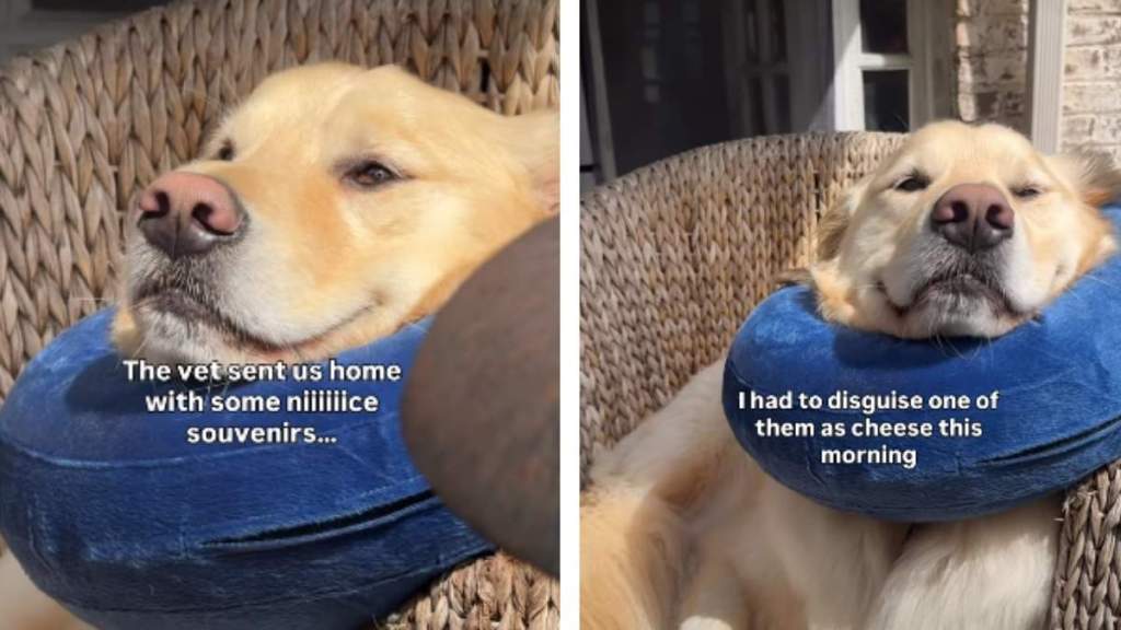 Video: Owner Treats Dog's Injury With Cheese but There's a Catch