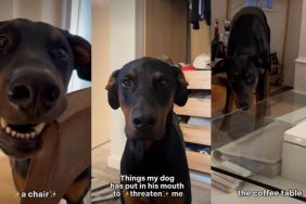 Video: Dog 'Threatens' Owner by Putting Random Things in His Mouth