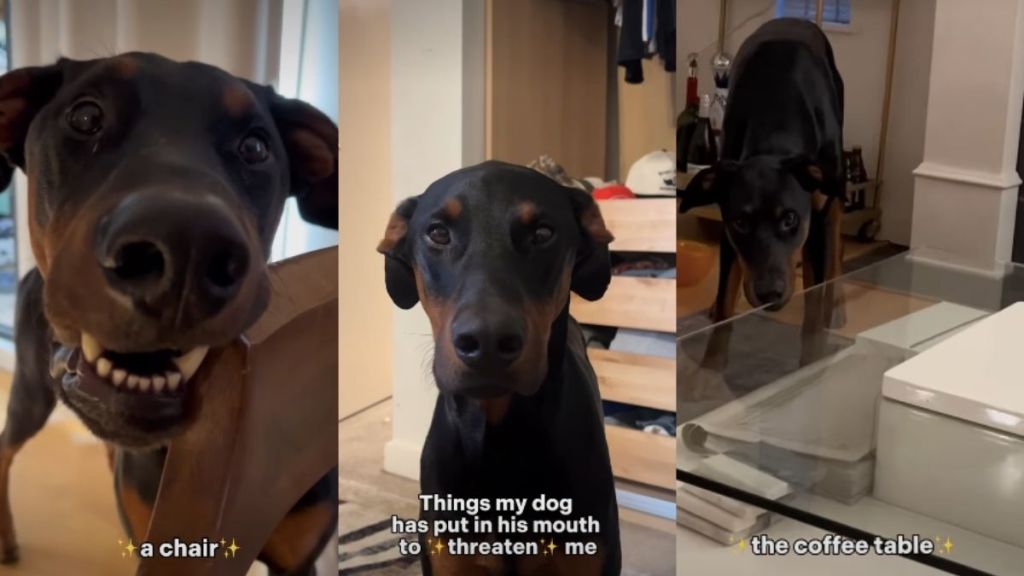 Video: Dog 'Threatens' Owner by Putting Random Things in His Mouth