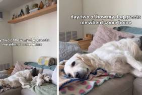 Golden Retriever Tries to Greet Owner, But Seems Too Lazy