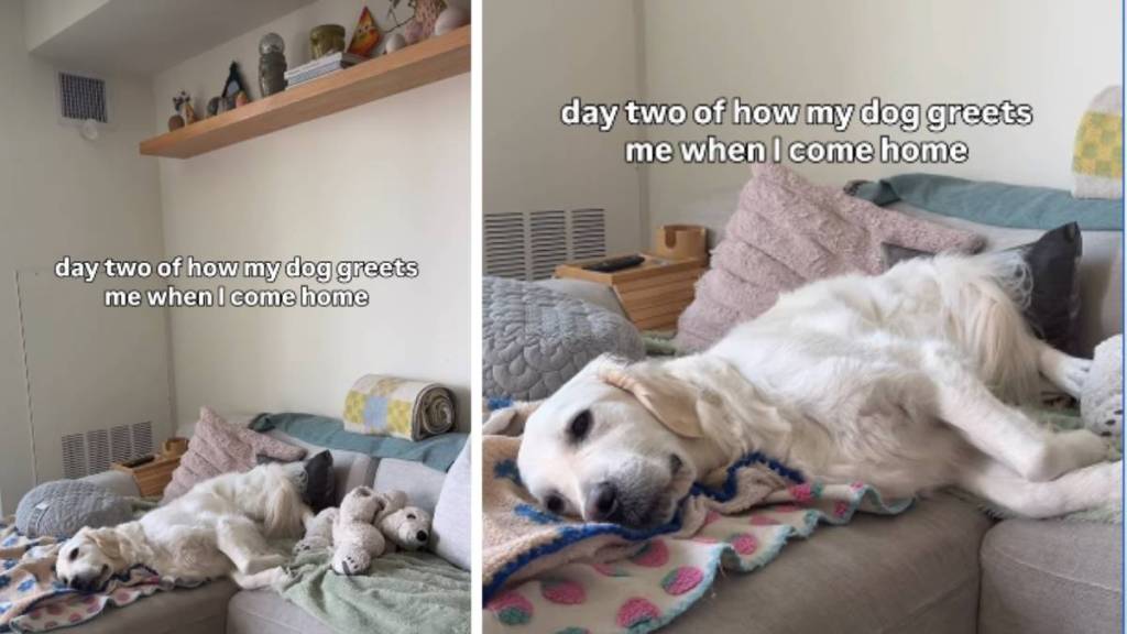 Golden Retriever Tries to Greet Owner, But Seems Too Lazy