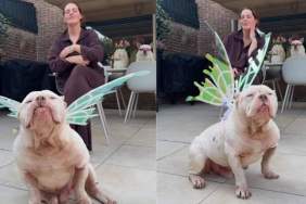 Rescue Dog Shows Off His Fairy Wings in Adorable Video