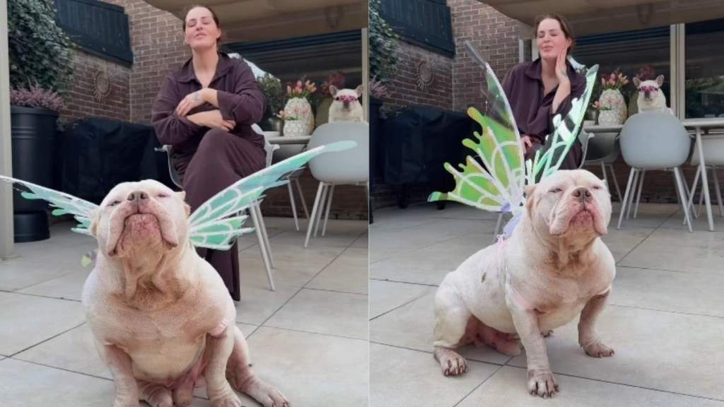 Rescue Dog Shows Off His Fairy Wings in Adorable Video